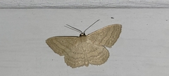 Scopula inductata