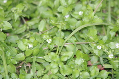 Cerastium fontanum