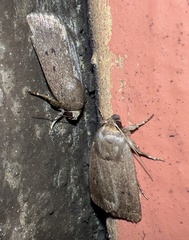 Amphipyra tragopoginis