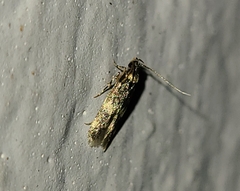 Oegoconia novimundi