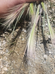 Hordeum