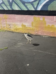 Nycticorax nycticorax