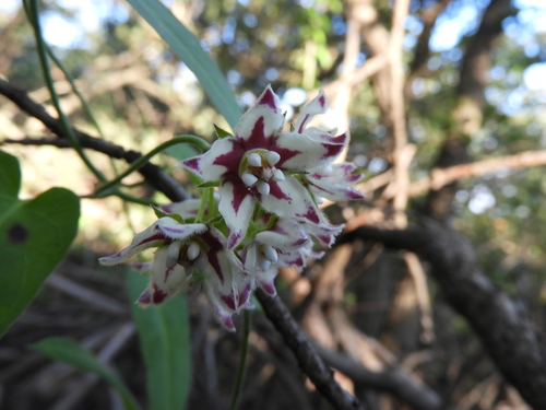 Image of Funastrum torreyi by (c) Leticia Jiménez Hernández, some rights reserved (CC BY-SA)