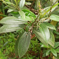 Baccharis latifolia