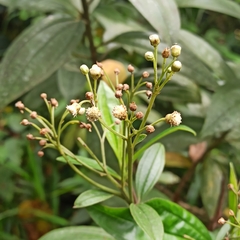 Baccharis latifolia