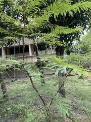 Peltophorum pterocarpum