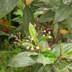 Baccharis latifolia