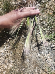 Hordeum