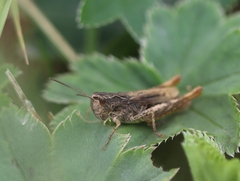 Chorthippus apricarius