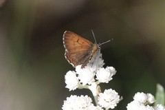 Tharsalea mariposa