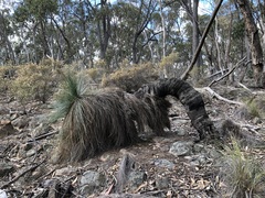 Xanthorrhoea