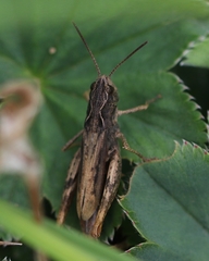 Chorthippus apricarius