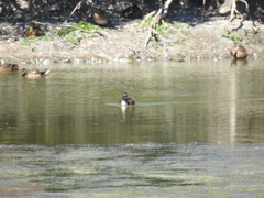 Anas platyrhynchos domesticus