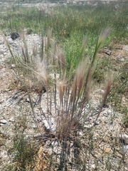 Hordeum