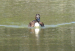 Anas platyrhynchos domesticus