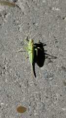 Tettigonia cantans
