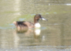 Anas platyrhynchos domesticus