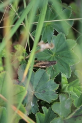 Chorthippus apricarius