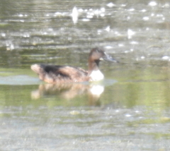 Anas platyrhynchos domesticus