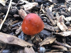 Leratiomyces ceres