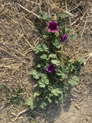 Malva sylvestris mauritiana