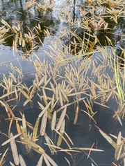 Sagittaria natans