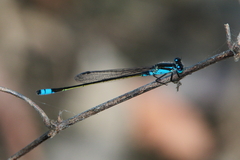 Ischnura heterosticta