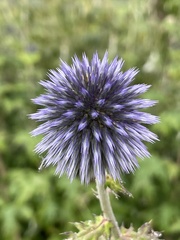 Echinops