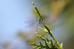 Lestes
