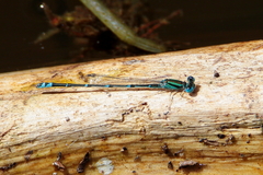 Austroagrion exclamationis