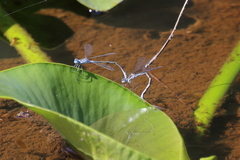Lestidae
