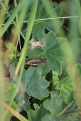 Chorthippus apricarius