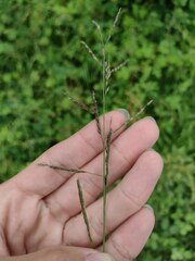 Eriochloa