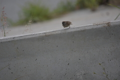 Passer montanus malaccensis