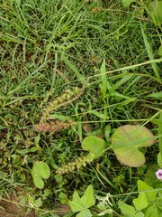 Cenchrus echinatus
