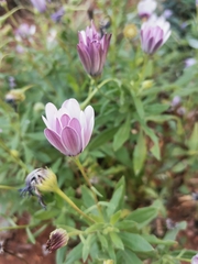 Dimorphotheca