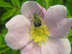 Trichiotinus assimilis