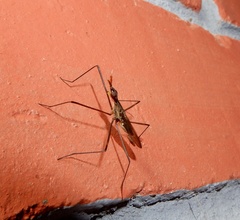Neriidae