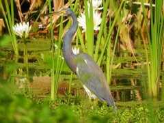 Egretta tricolor