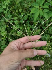 Digitaria ciliaris