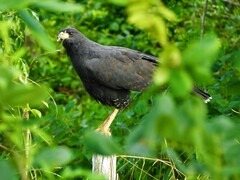 Buteogallus urubitinga