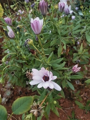 Dimorphotheca