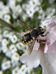 Anthidium manicatum