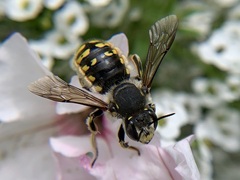 Anthidium manicatum