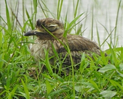 Burhinus indicus
