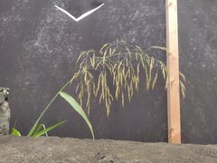 Sorghum × drummondii