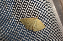 Psammotis pulveralis