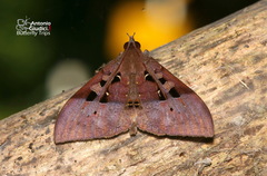 Ischyja marapok