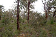 Corymbia calophylla