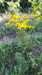 Jacobaea vulgaris